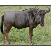 TARGET WILDEBEES