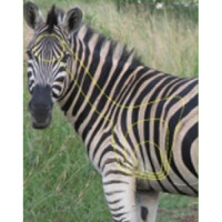 TARGET ZEBRA